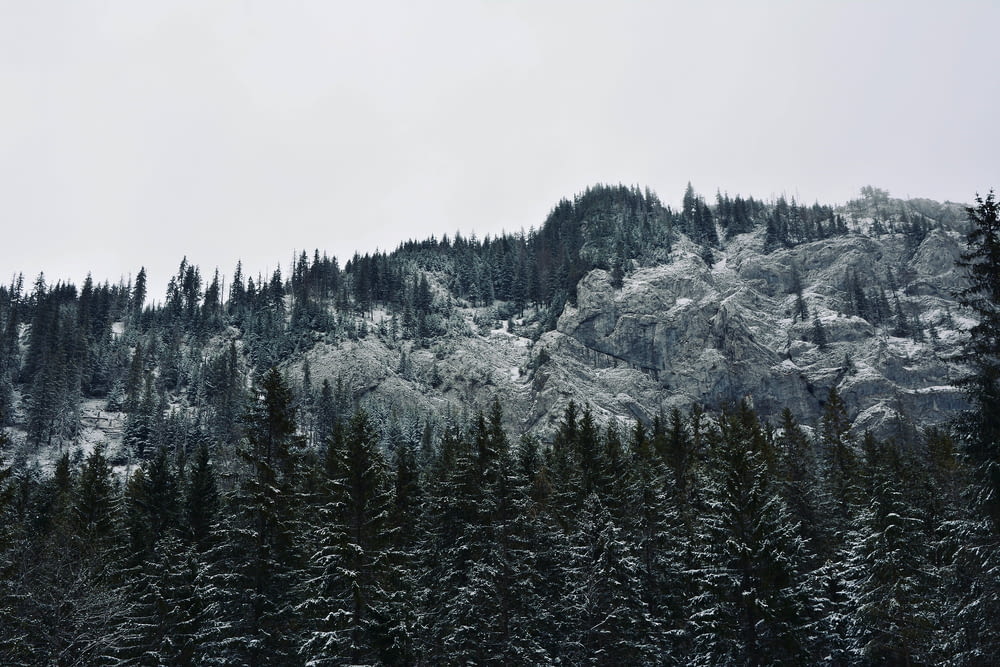 雪に覆われた山の緑の松の木