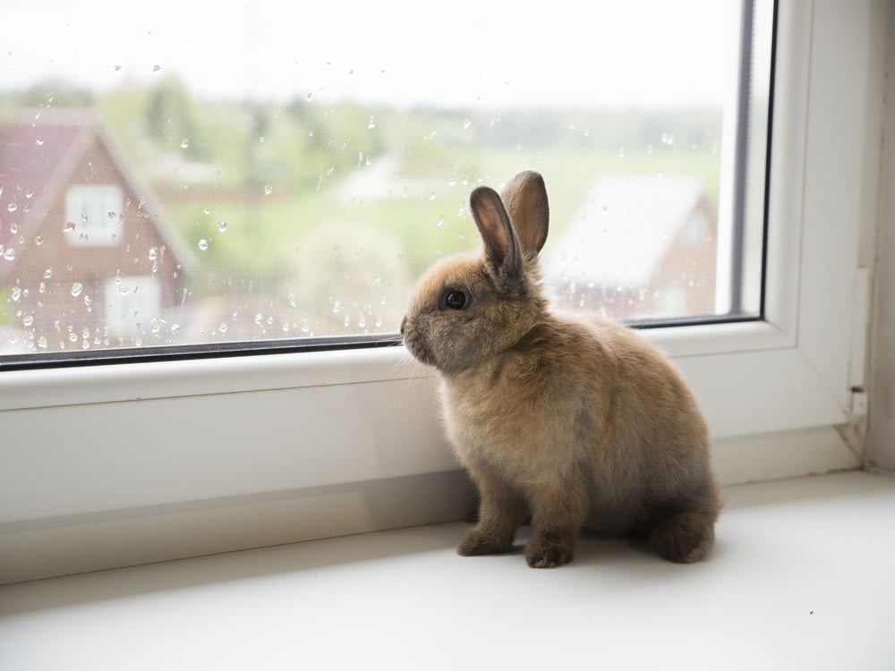 日中の窓の上の茶色のウサギ