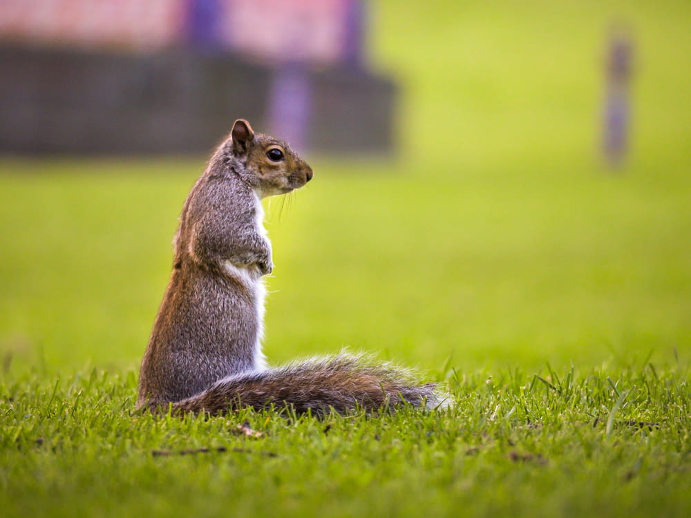 écureuil brun sur l’herbe verte pendant la journée