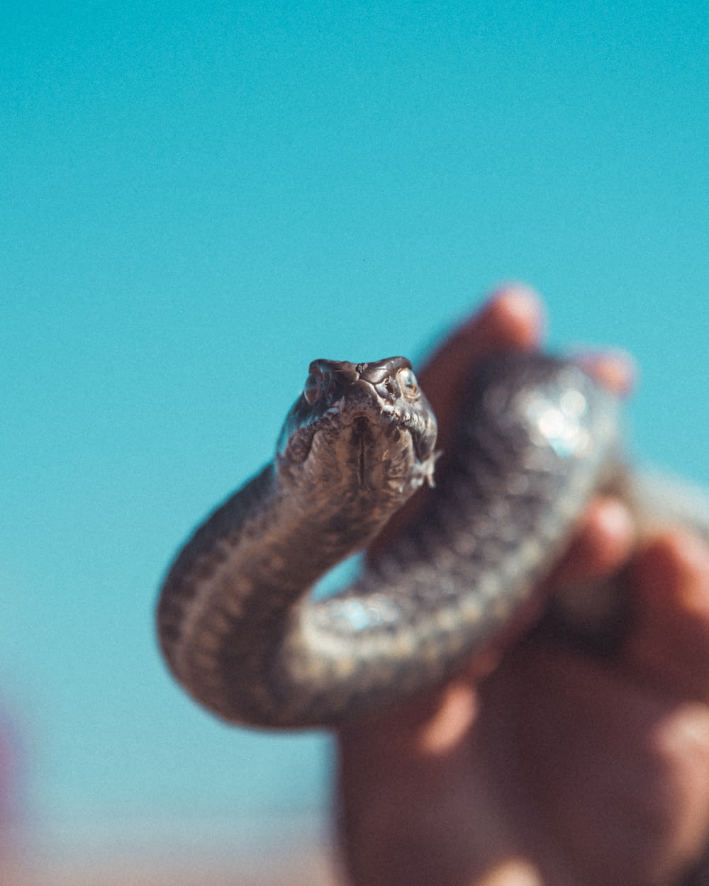 person holding brown and black snake