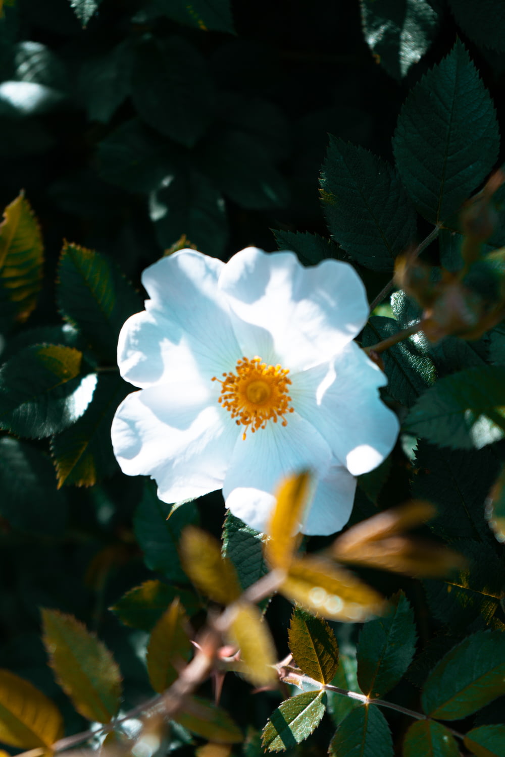 Fleur blanche dans une lentille à bascule
