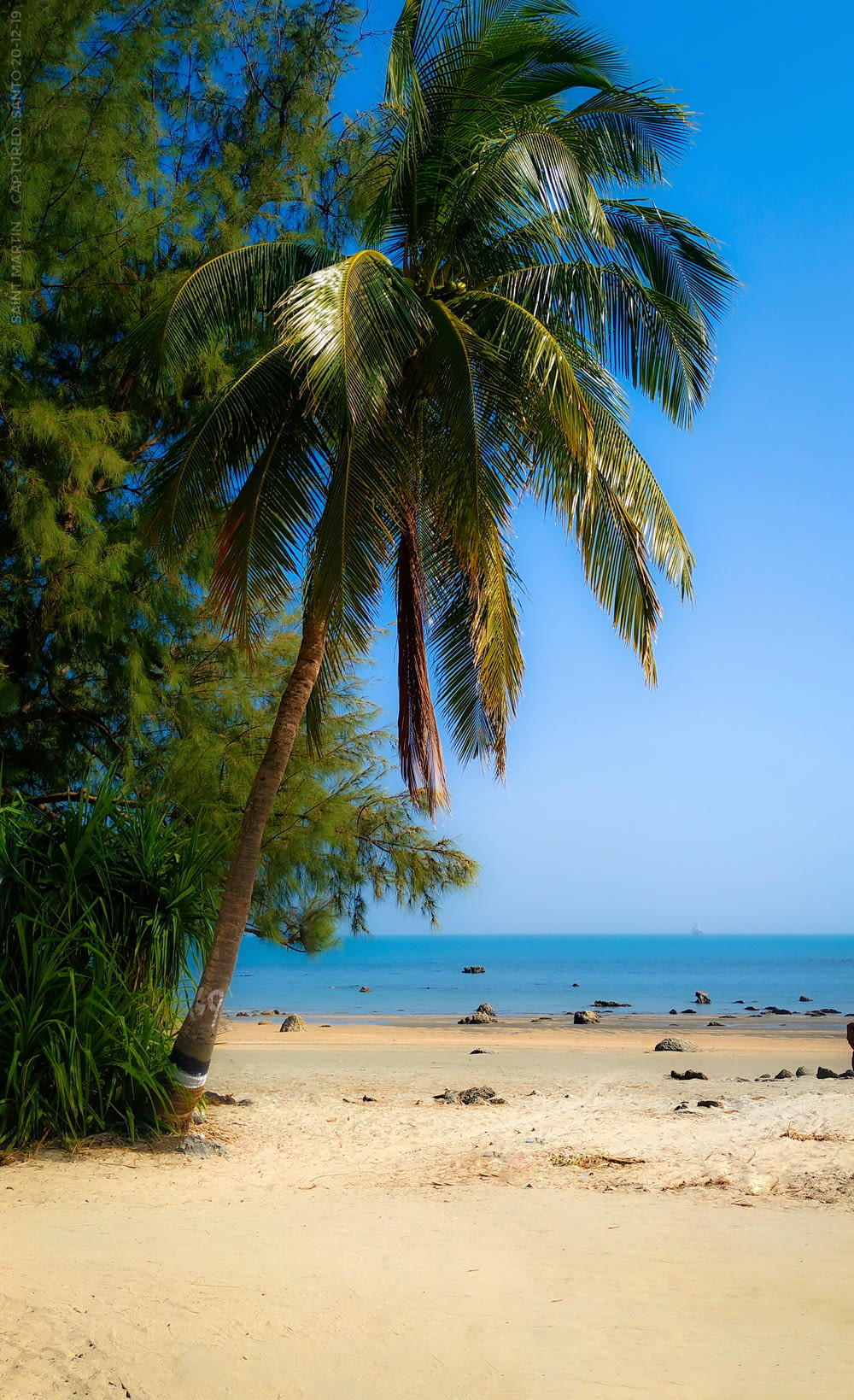 green palm tree on beach during daytime