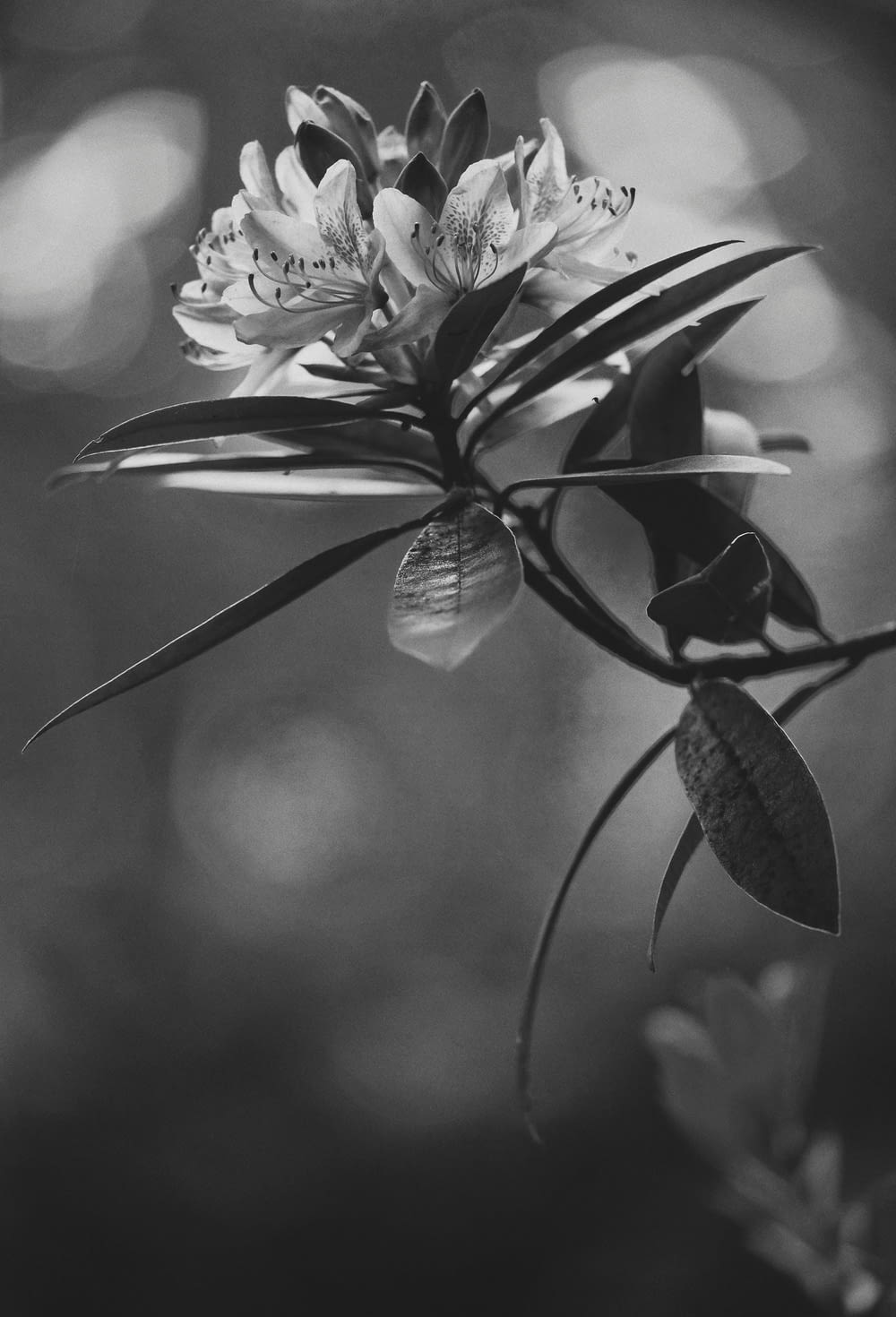 grayscale photo of a flower