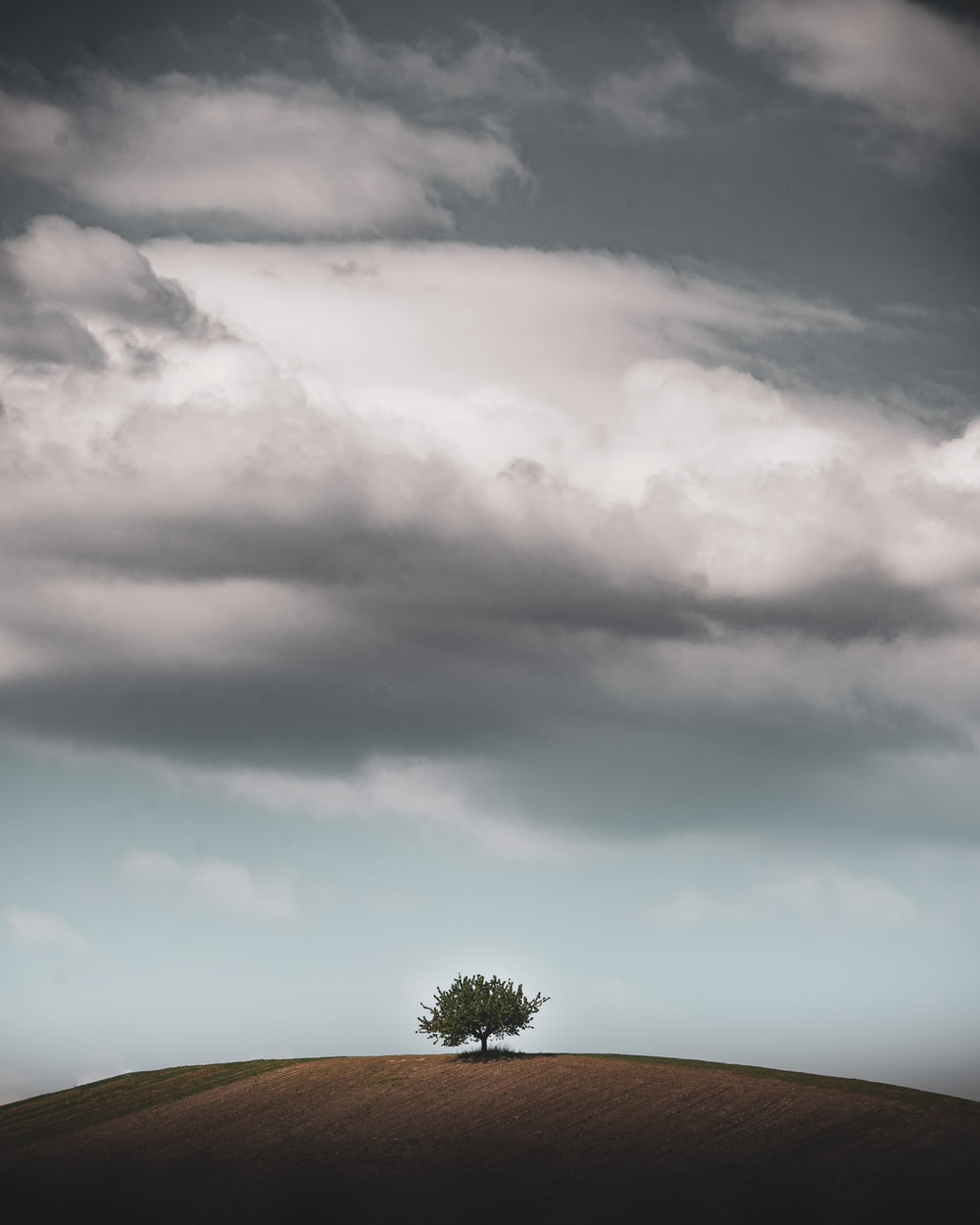 green tree under gray clouds