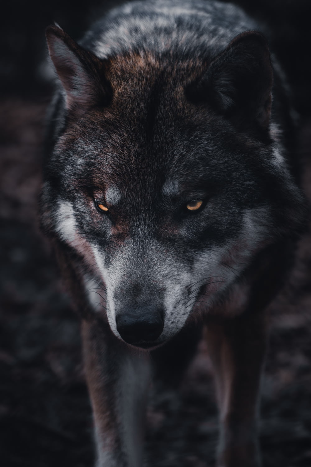 brown and black wolf in close up photography