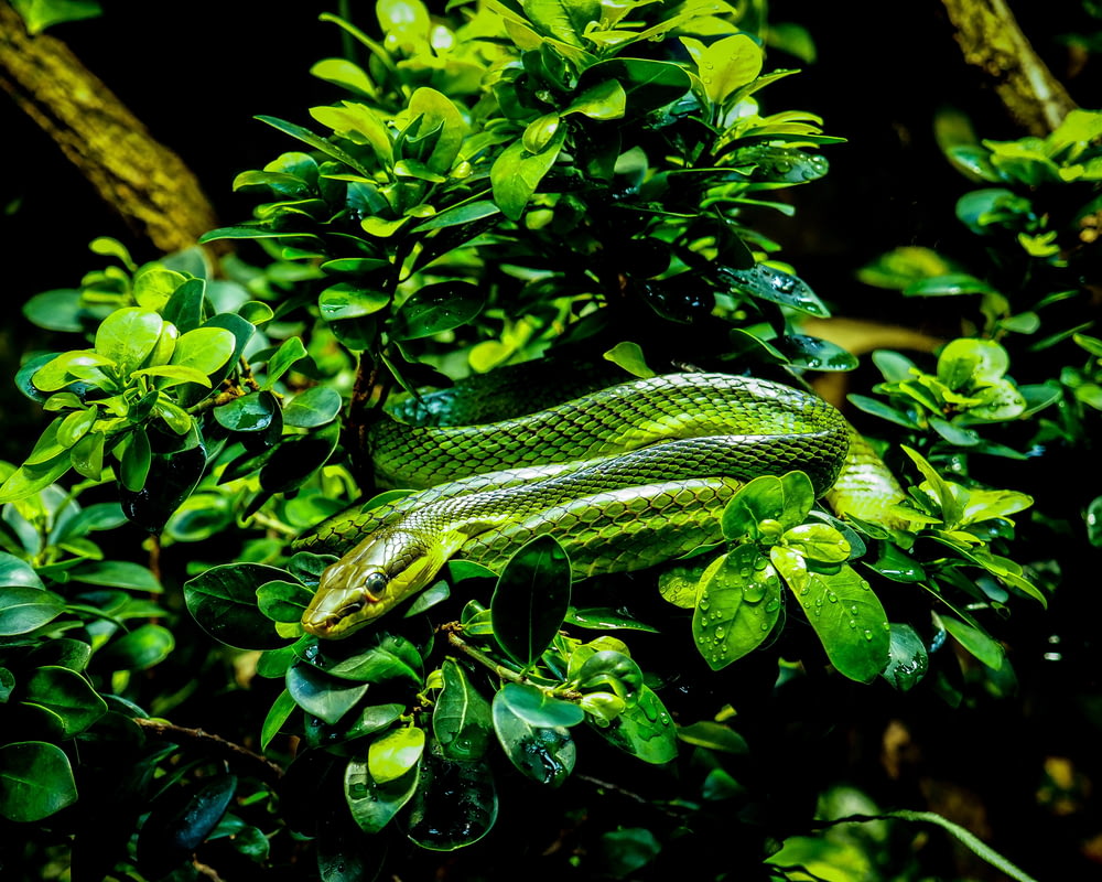green and black snake on green leaves