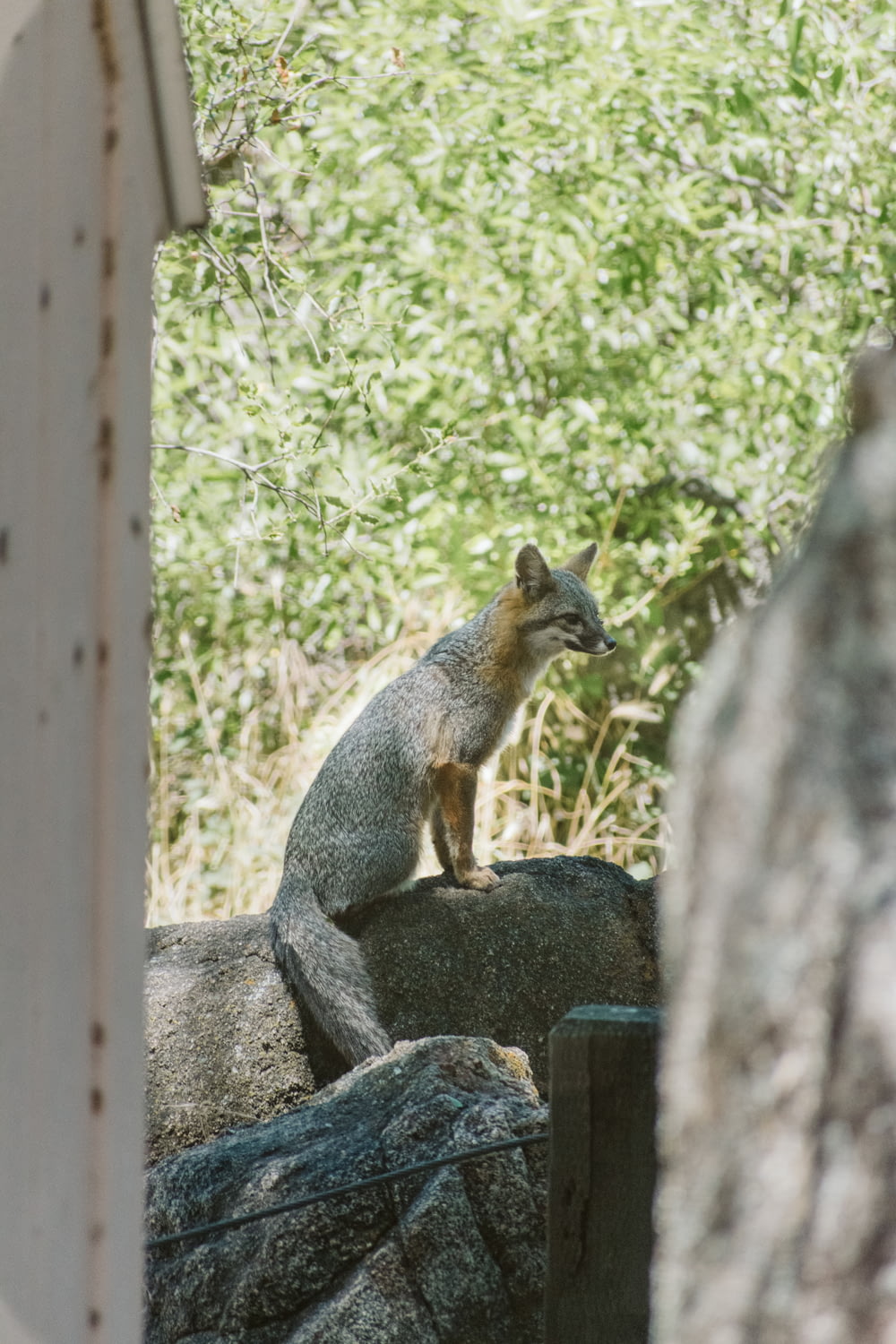 brown fox on gray rock during daytime