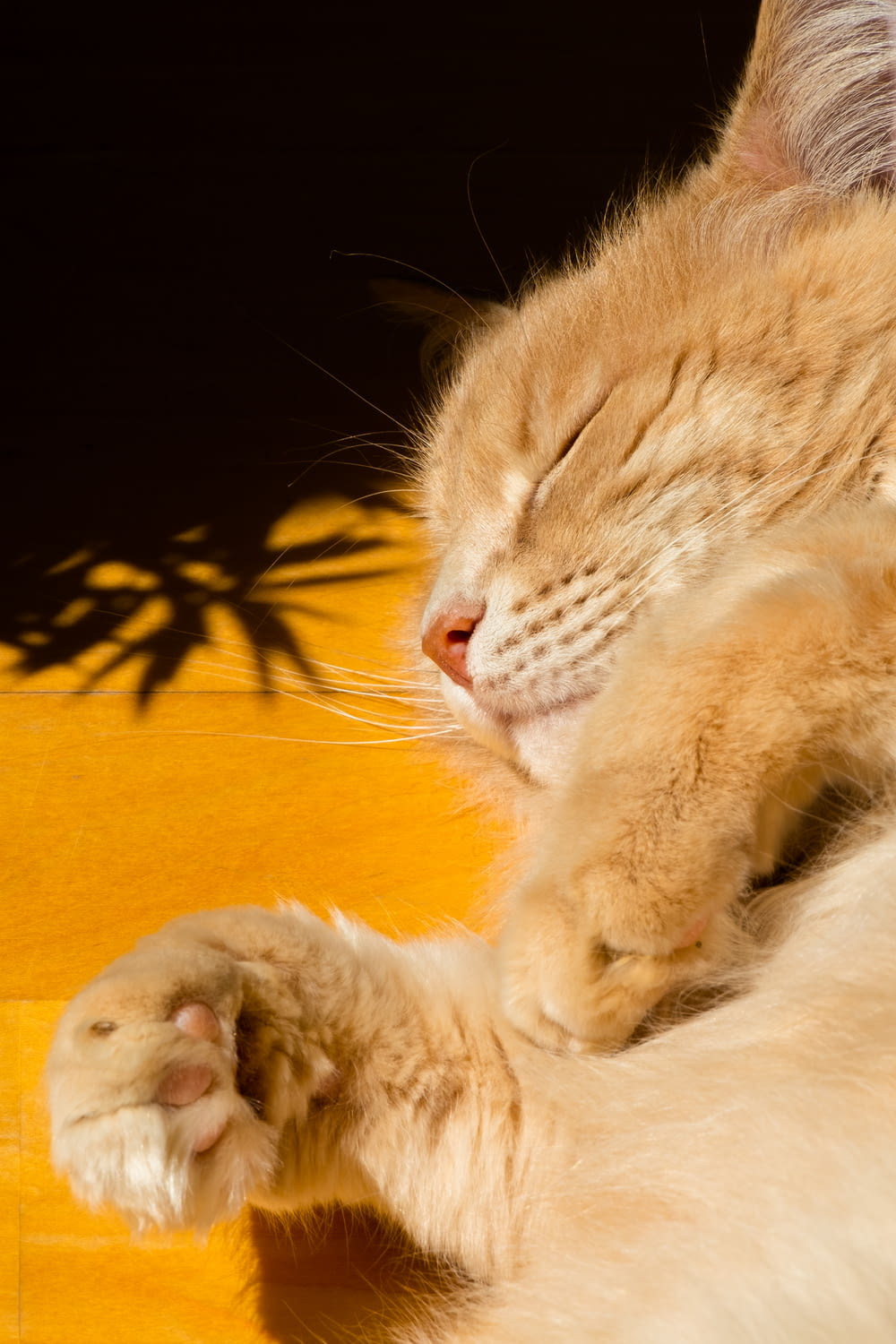 노란색 직물에 누워있는 주황색 얼룩 고양이