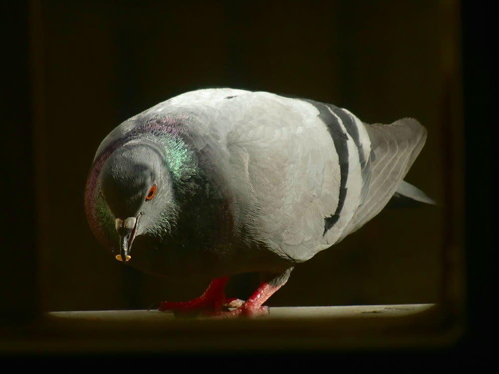 a close up of a pigeon on a table
