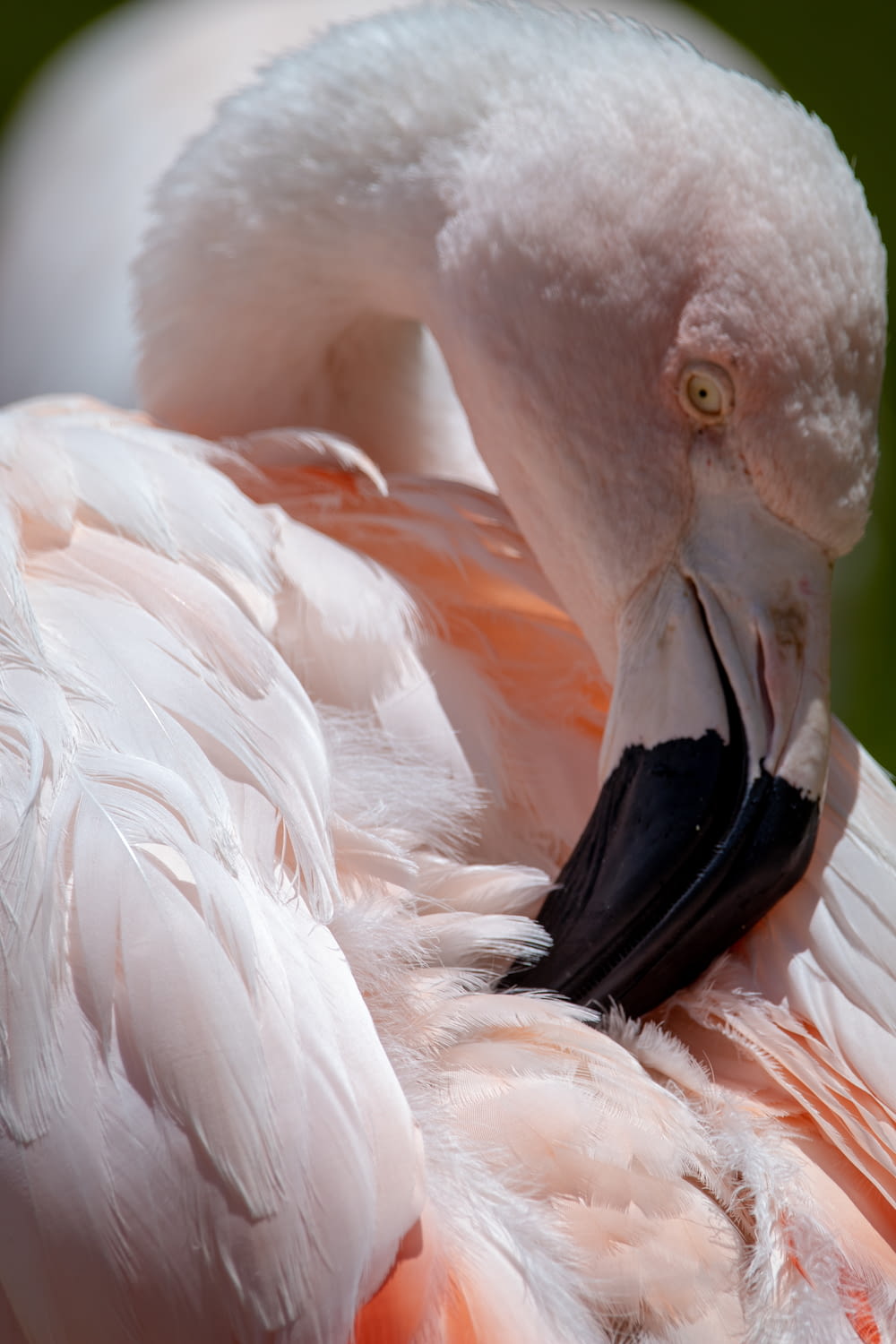 white and pink flamingo bird