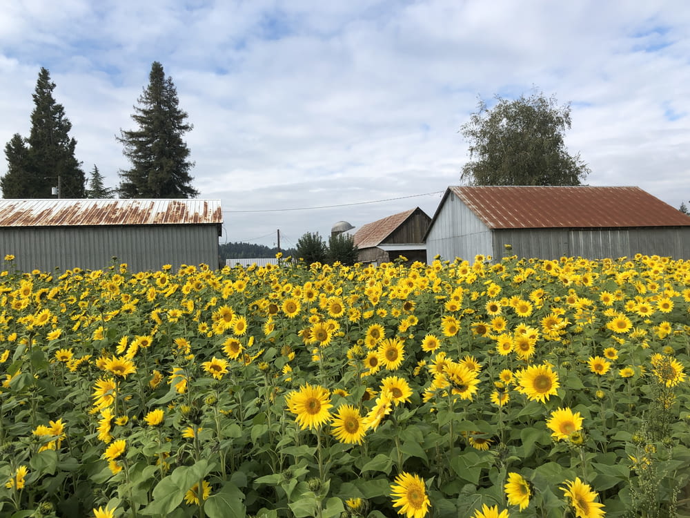 yellow flower field near brown wooden house during daytime