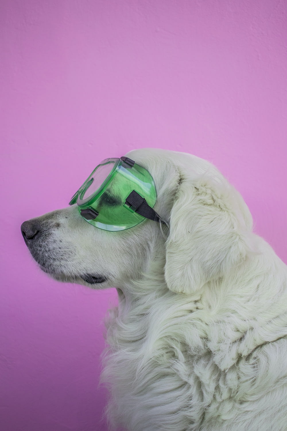 cão branco de pelagem longa vestindo óculos de sol de armação verde