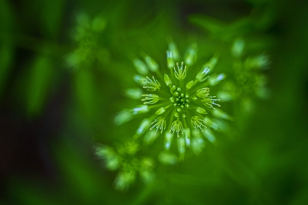 green and white flower in close up photography