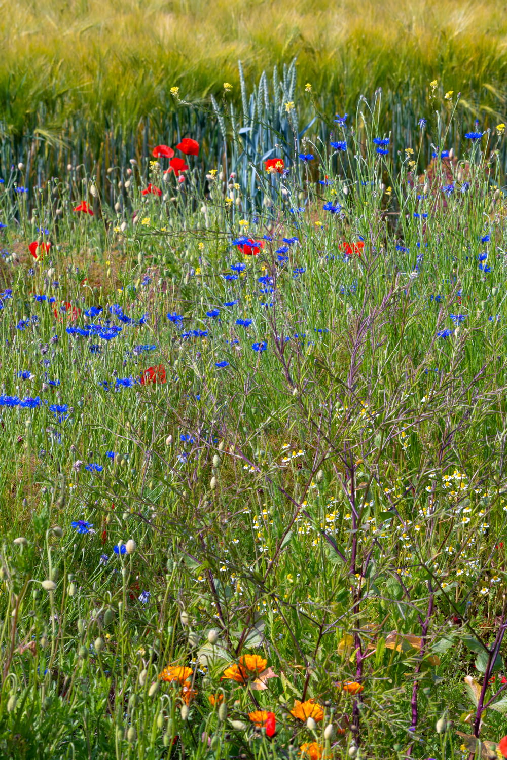 red blue and yellow flowers