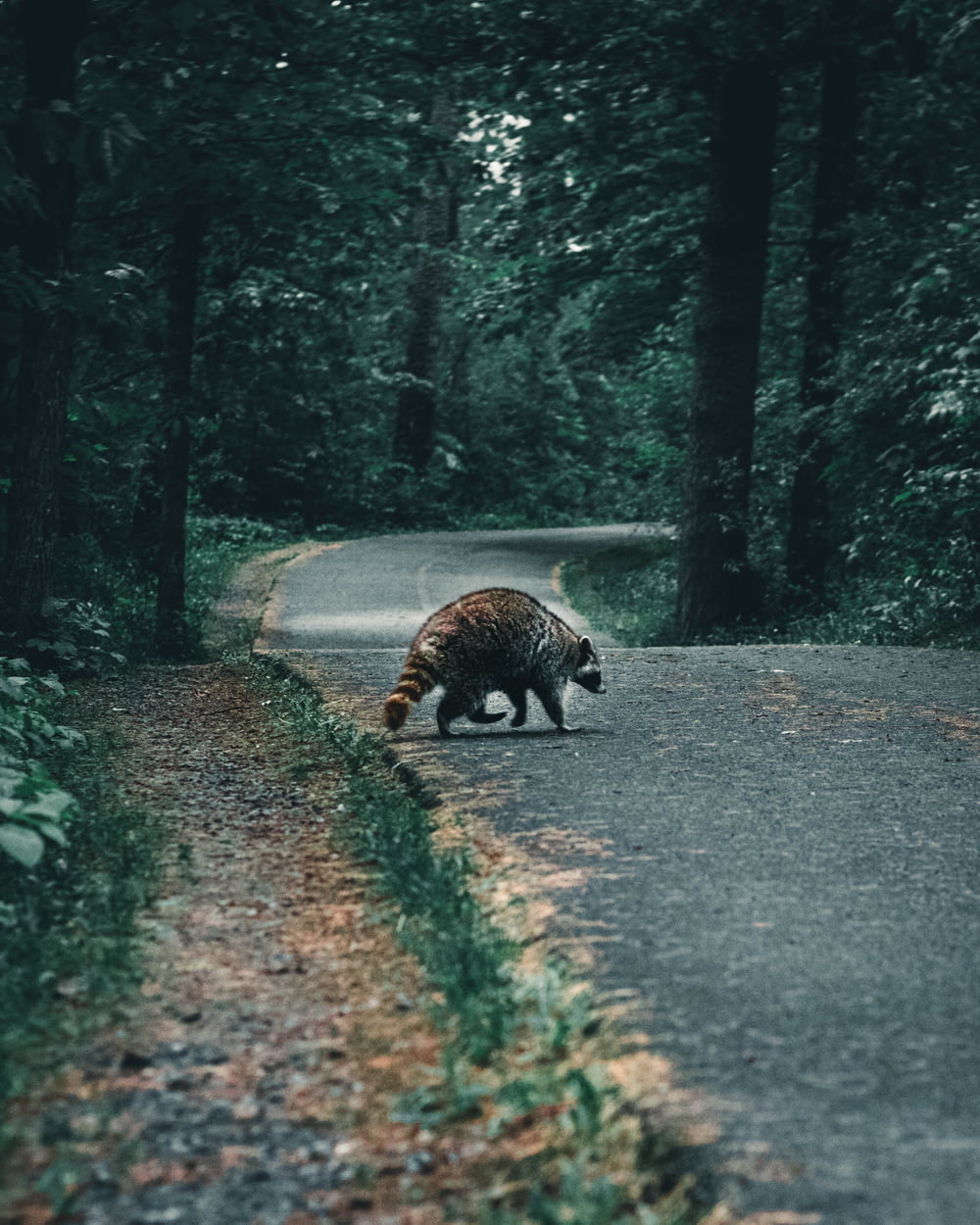 道路を歩くヒグマとシロクマ