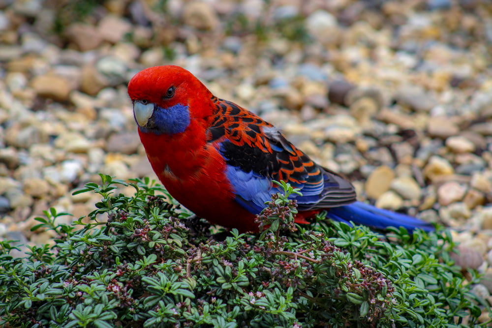 red and blue bird on green plant