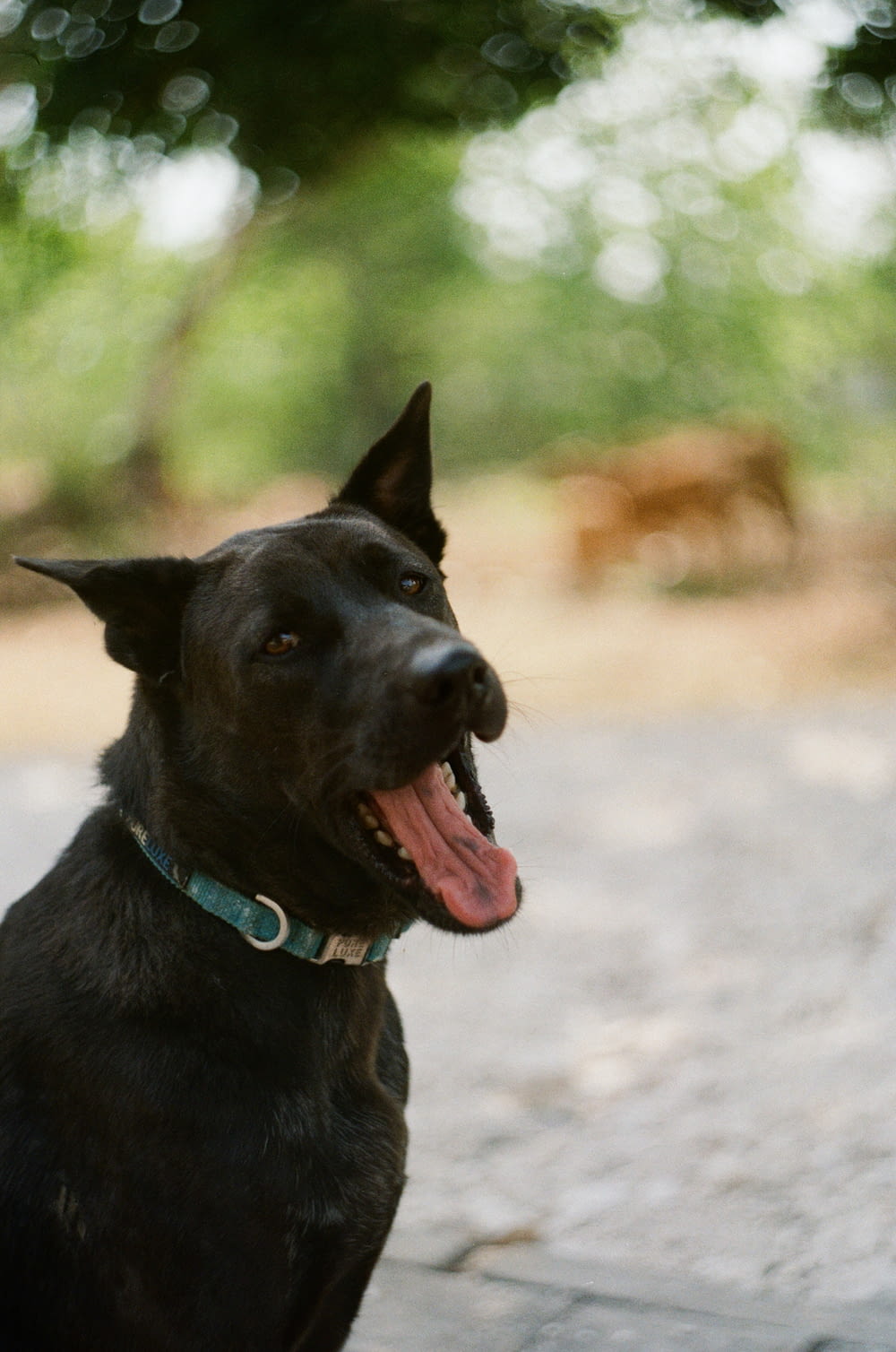black short coat large dog with blue collar