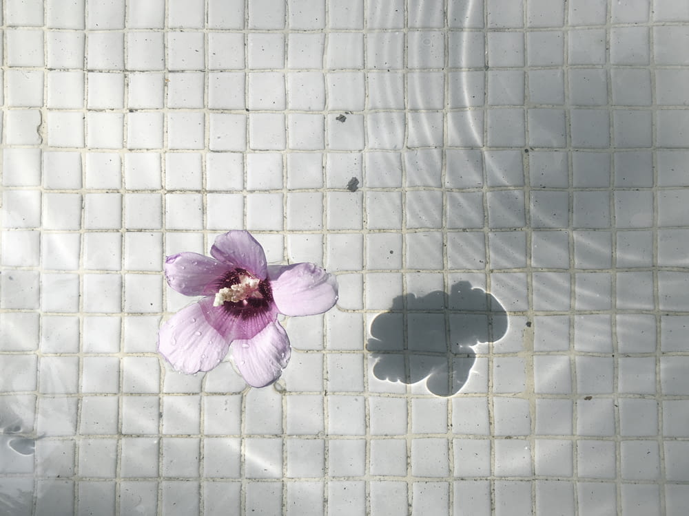 purple and white flower on white ceramic tiles