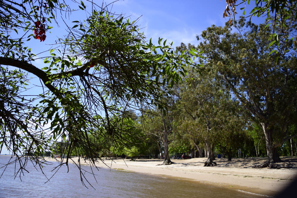green trees on brown sand beach during daytime