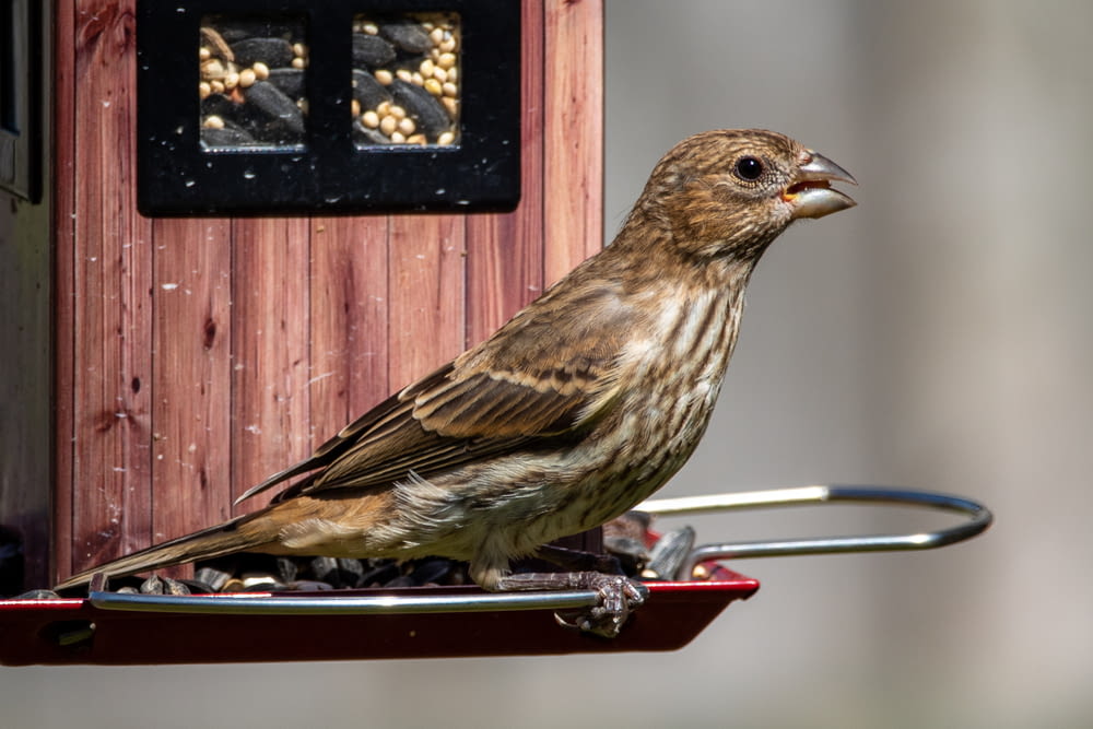 brown bird on red metal frame