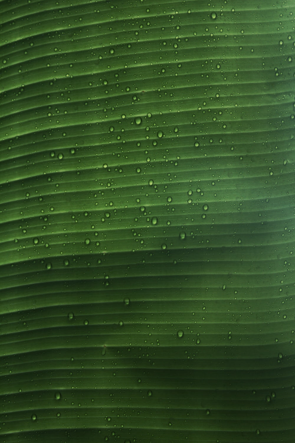 gotas de agua en la hoja verde