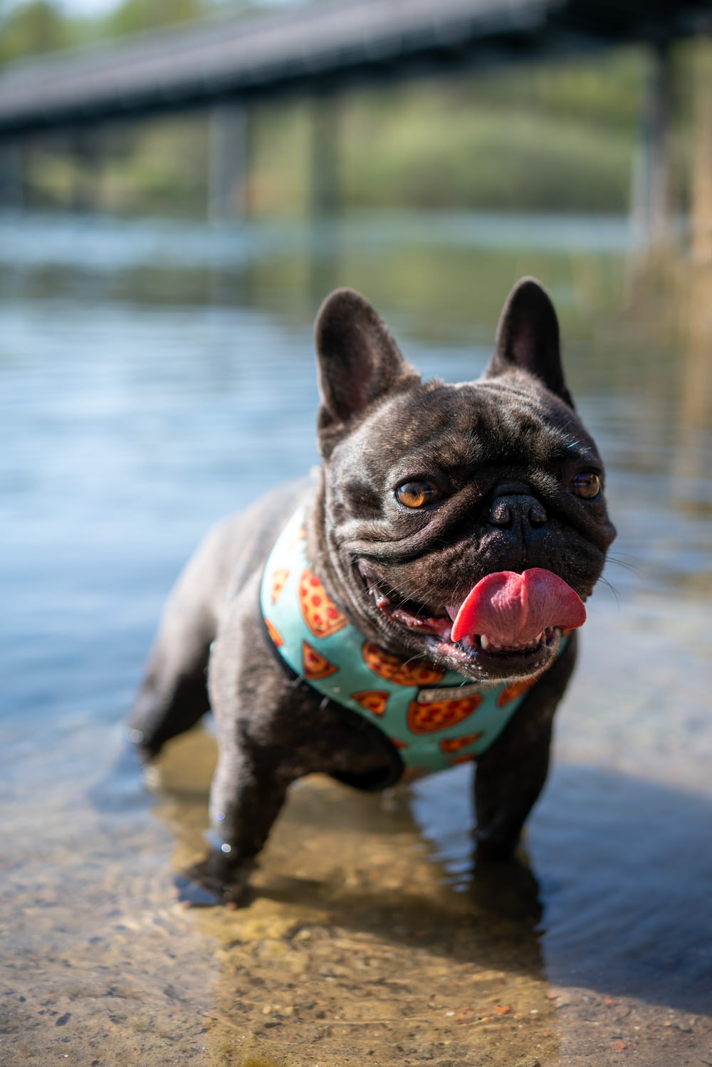 fawn pug with red and black scarf on water