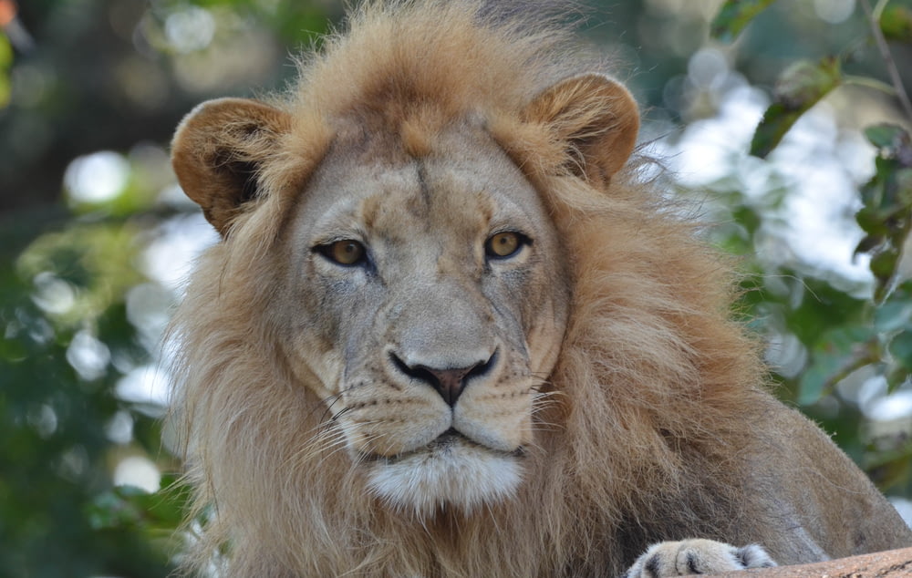 brown lion on green grass during daytime