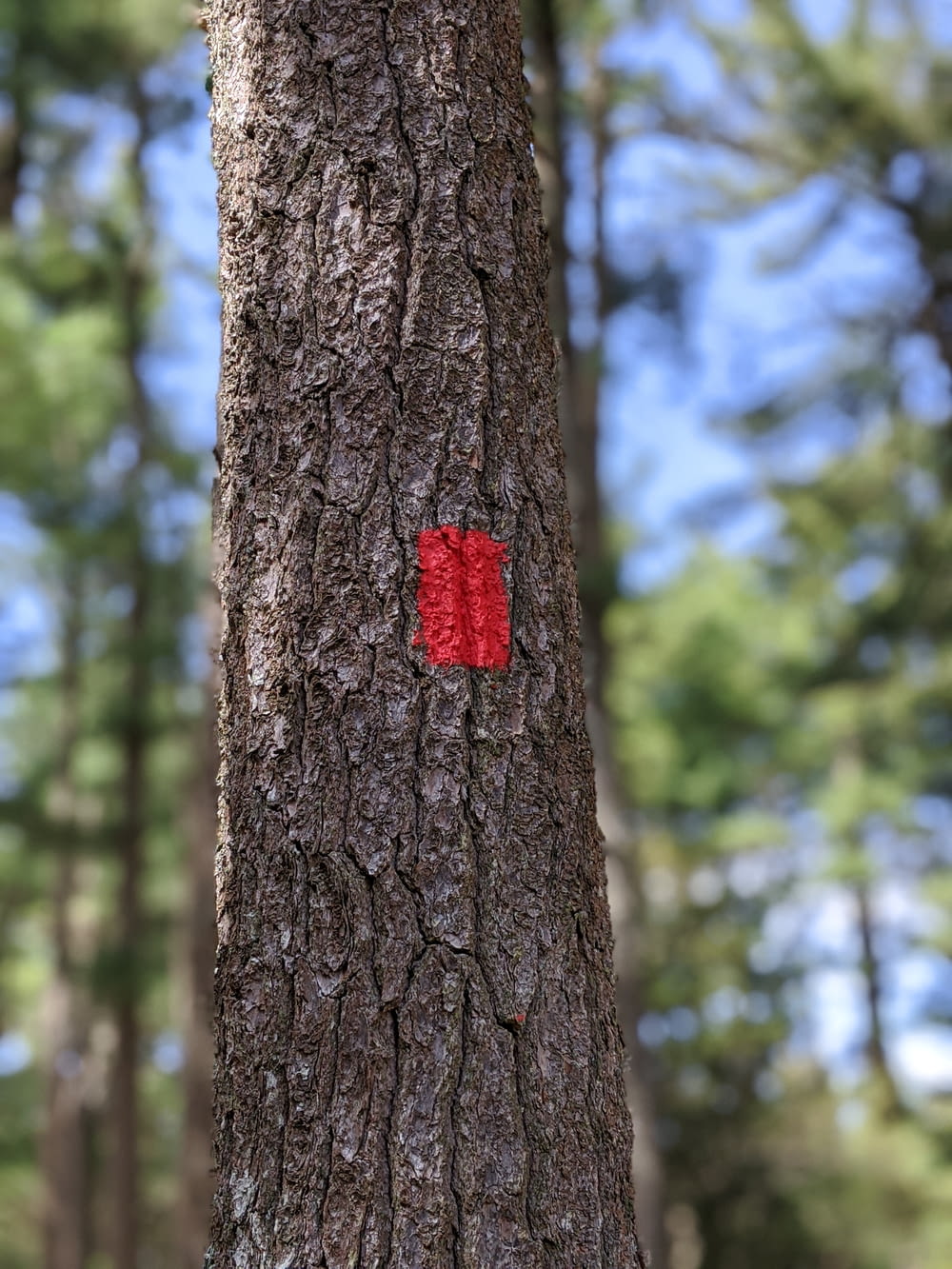 Corazón rojo en tronco de árbol marrón durante el día