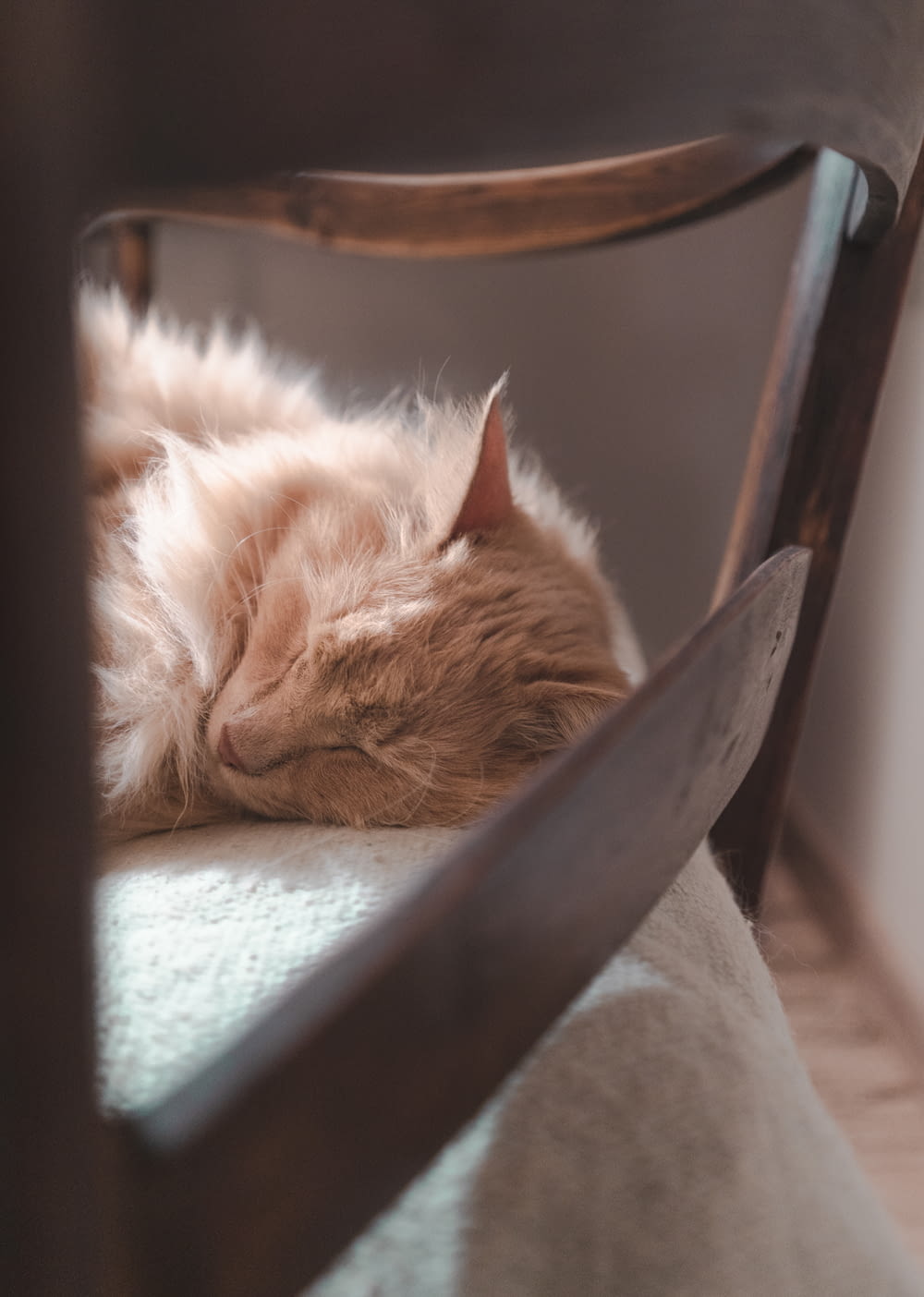 orange tabby cat lying on gray padded chair