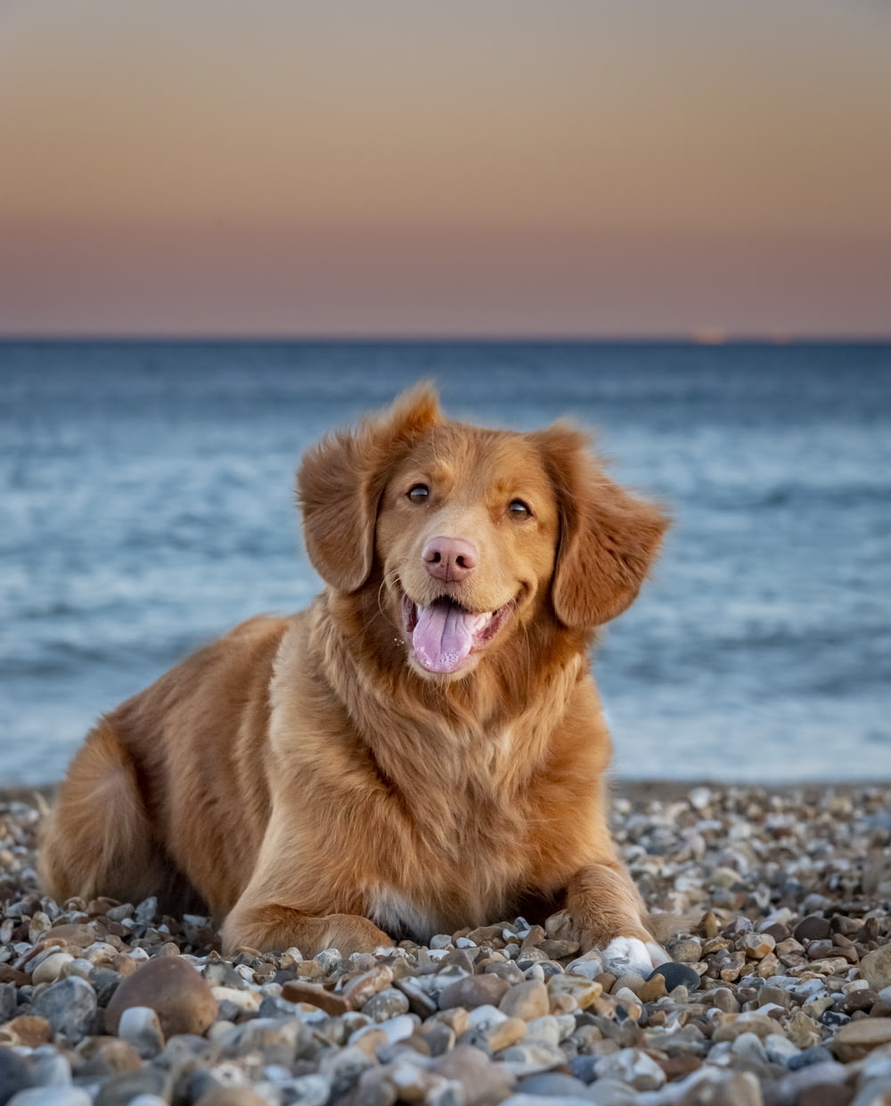 golden retriever sitting on the beach during daytime