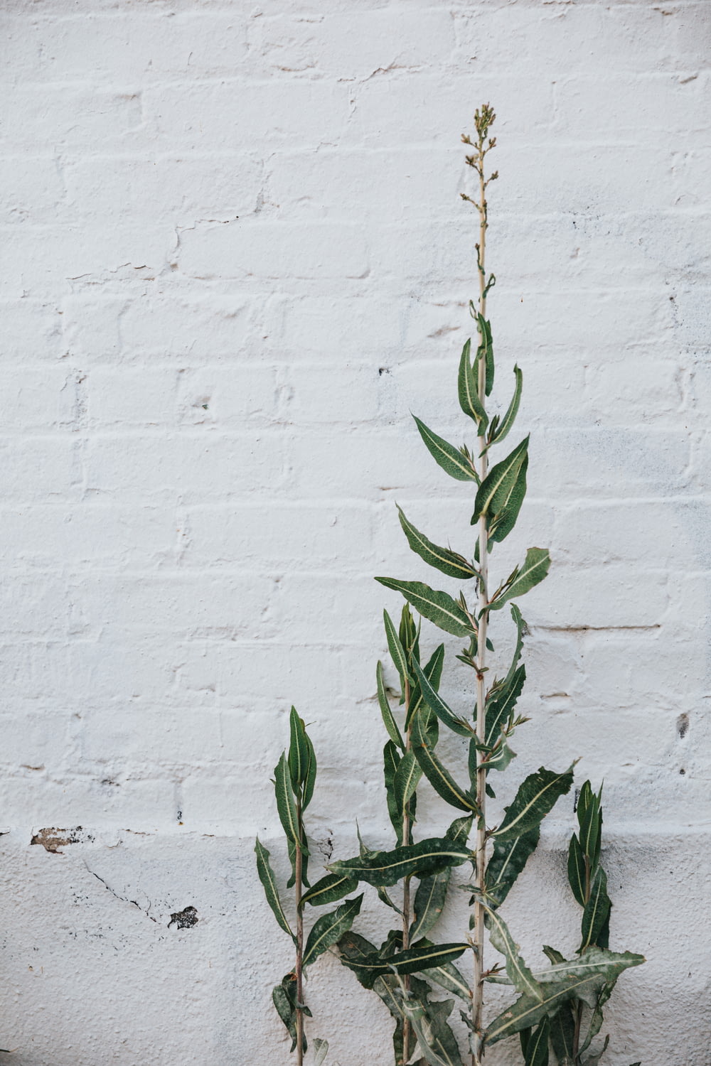 green plant on white concrete wall