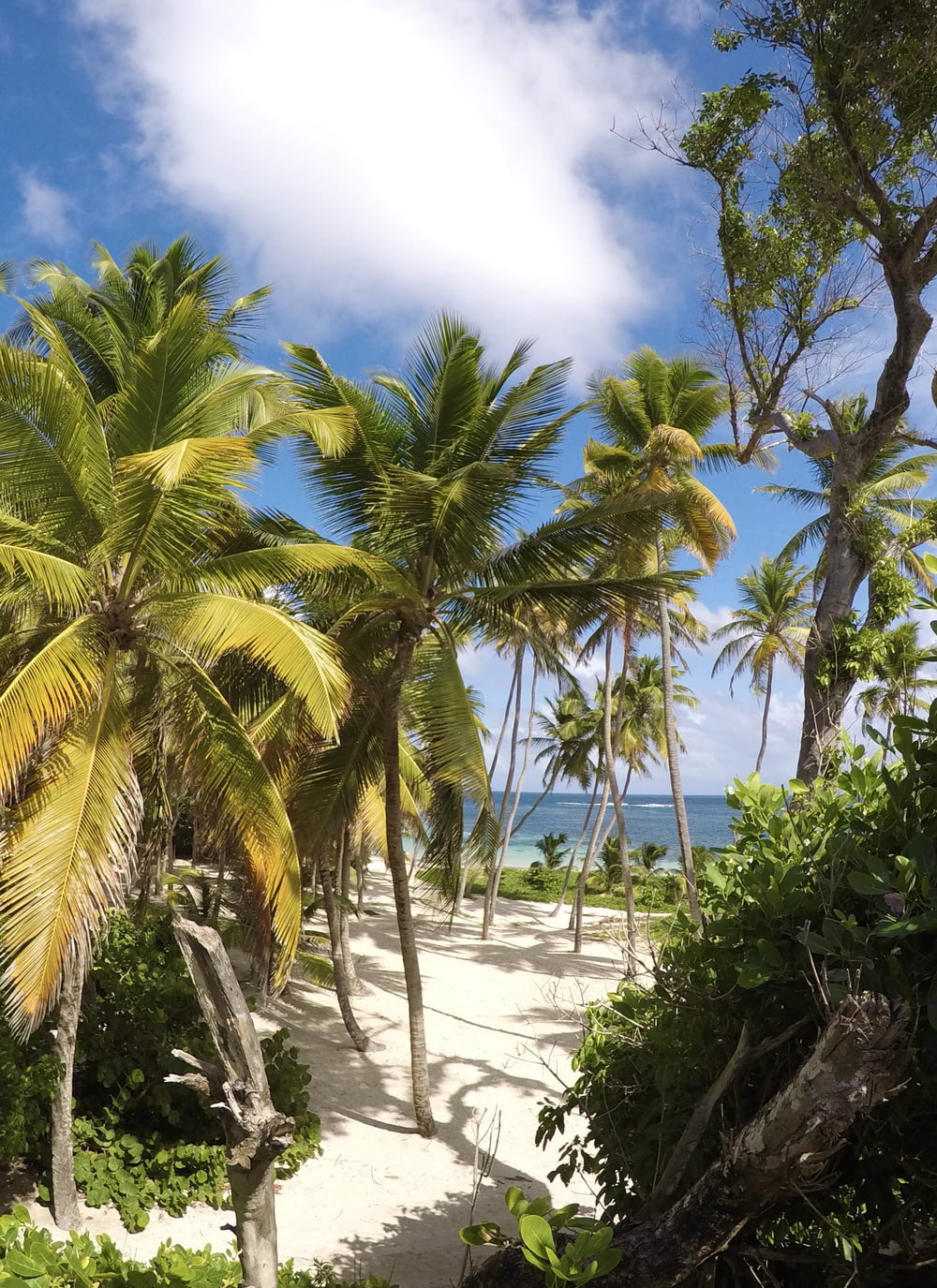 palme verdi sulla spiaggia di sabbia bianca durante il giorno