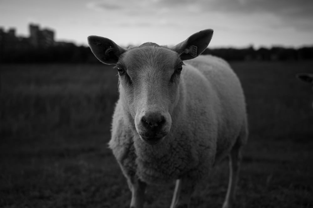 Foto in scala di grigi di pecore su un campo di erba