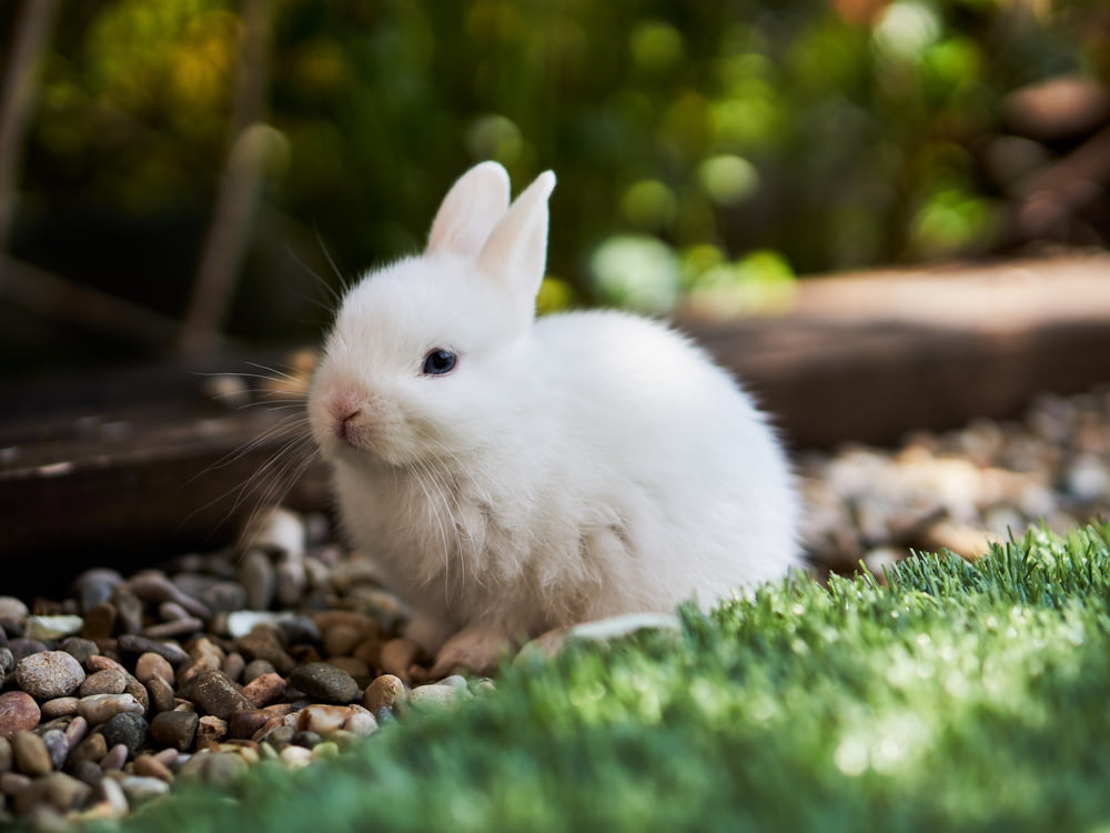 coelho branco na grama verde