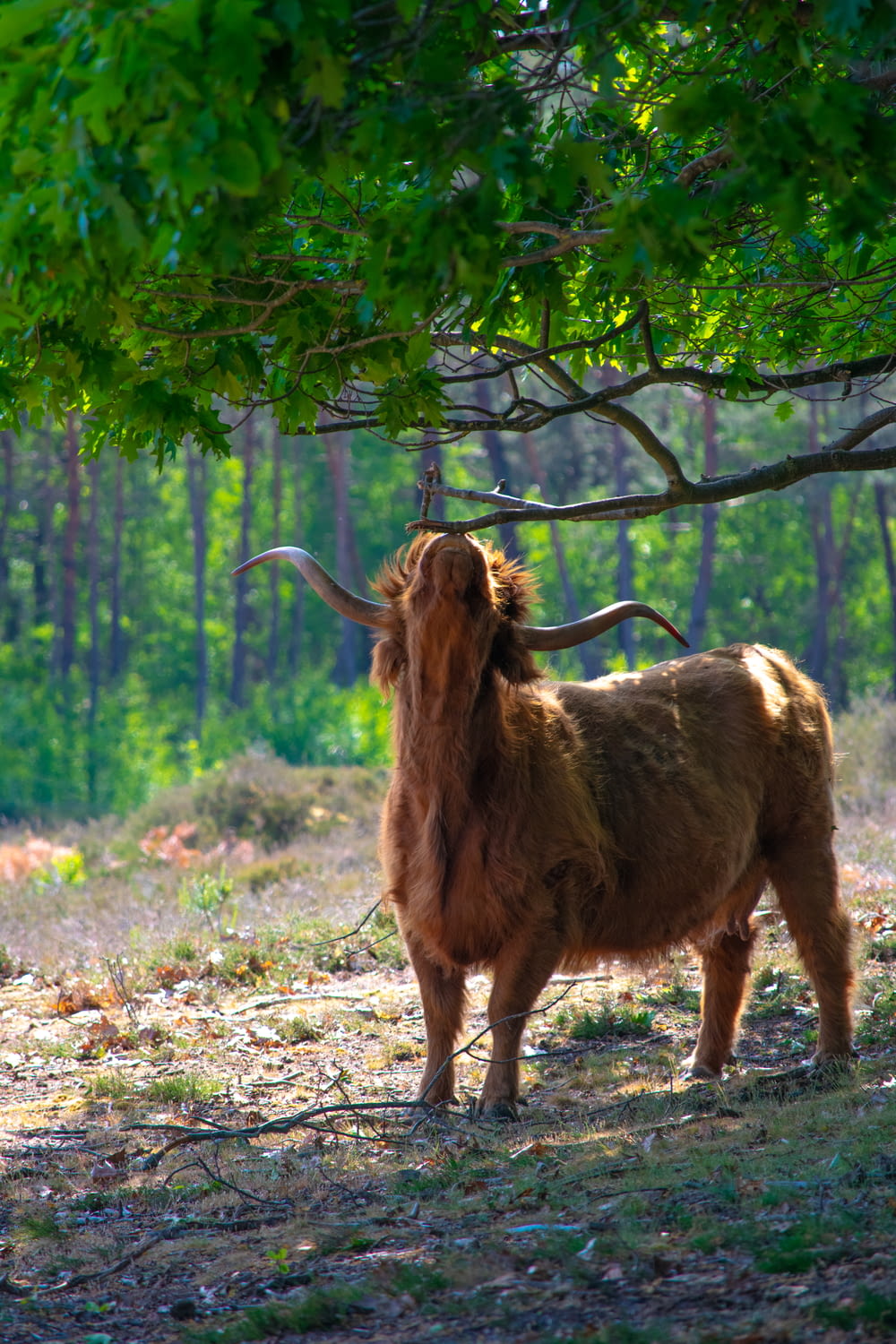 brown 4 legged animal standing on brown grass field during daytime
