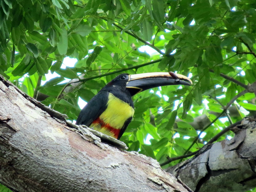 pájaro negro y amarillo en la rama de un árbol durante el día