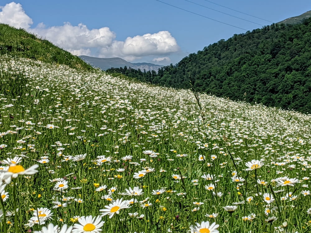 white daisy flower field near green mountain under white clouds and blue sky during daytime