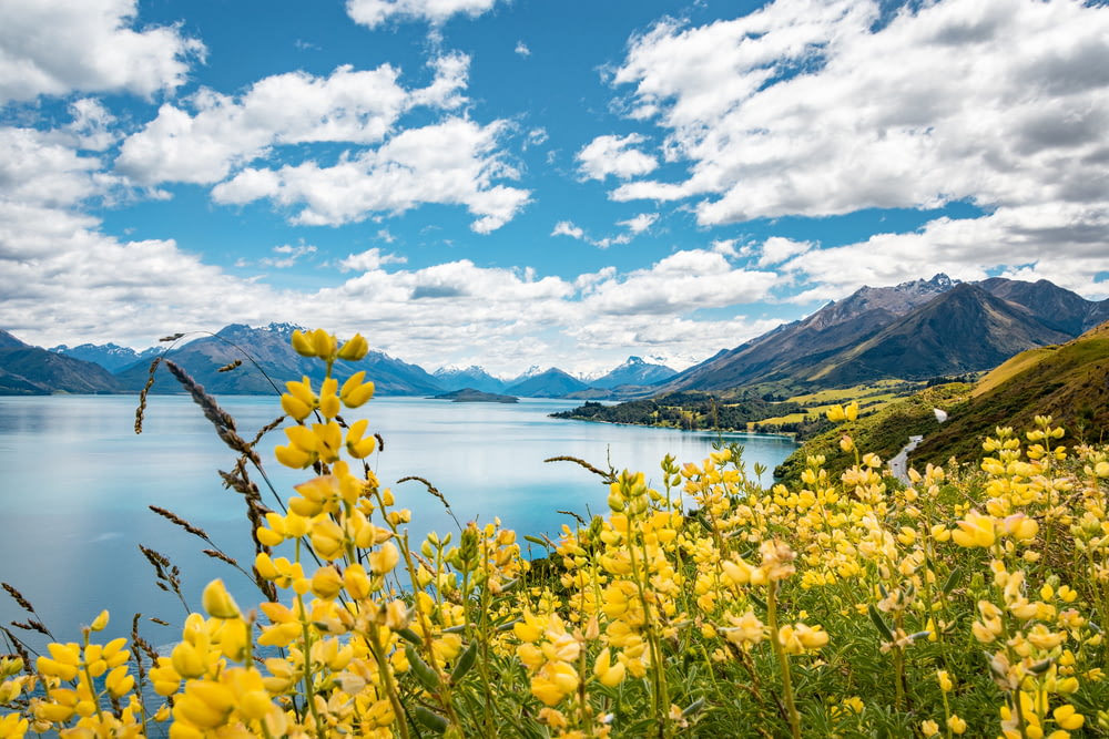 campo de flores amarelas perto do corpo de água sob o céu azul durante o dia
