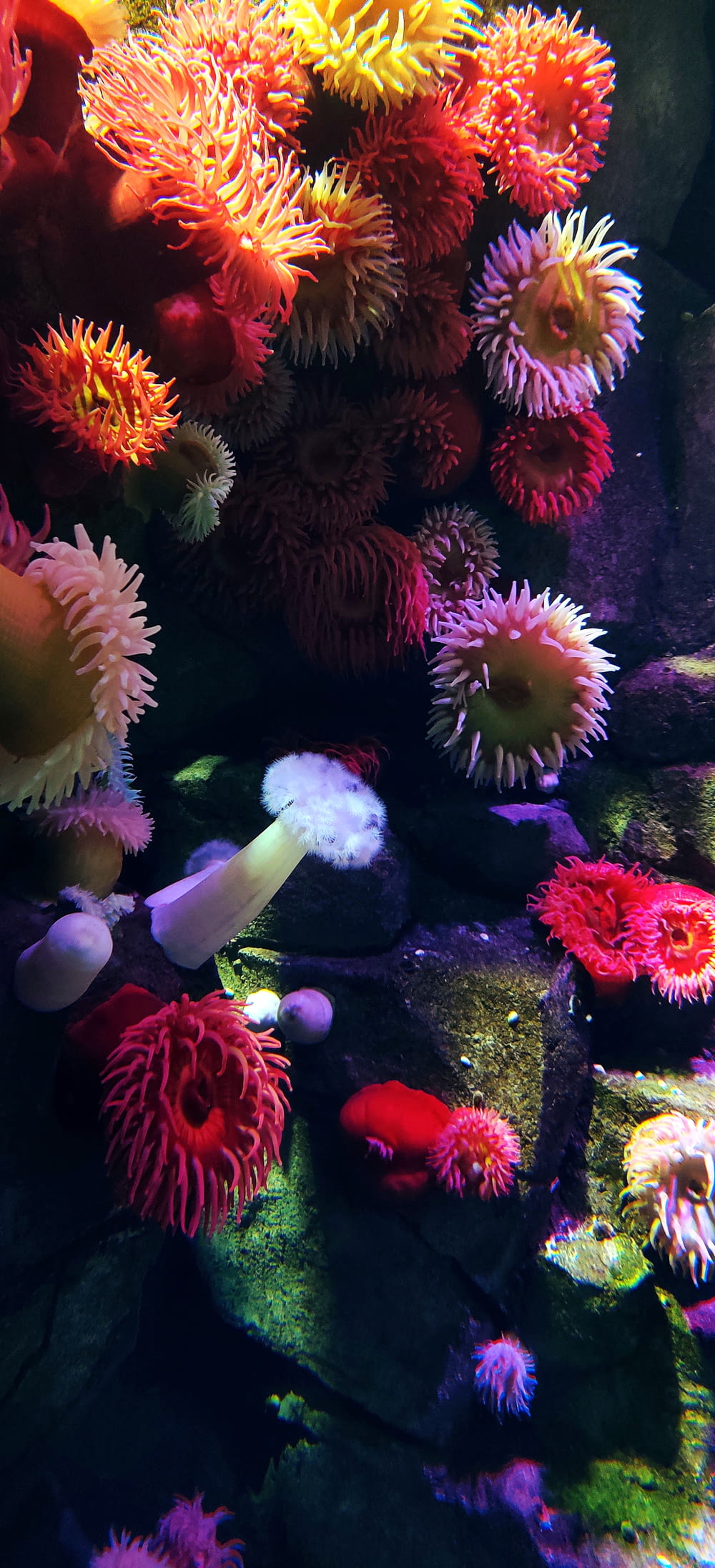 recife de coral rosa e branco