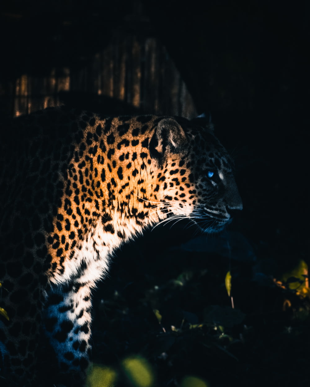 Leopardenwanderung im Wald