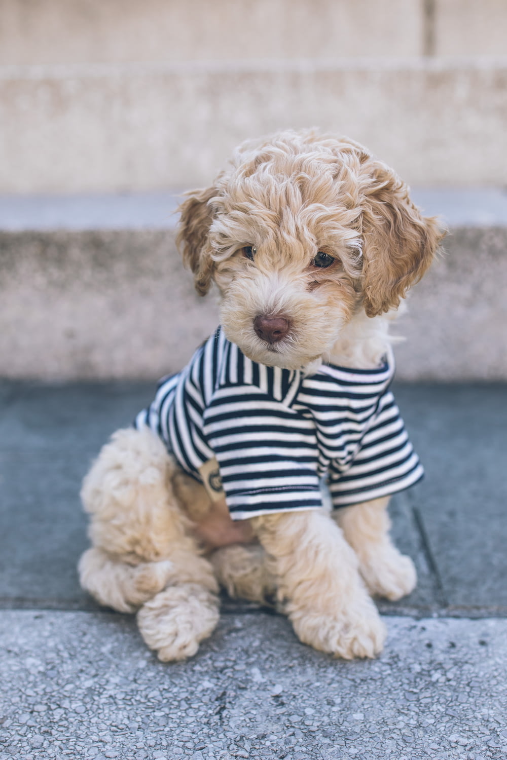 brown long coated small dog in blue and white striped shirt