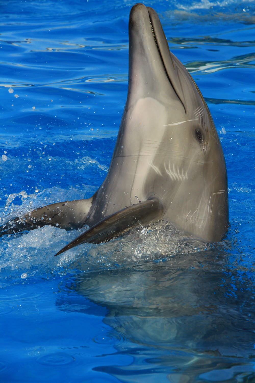 Delfín gris en el agua durante el día