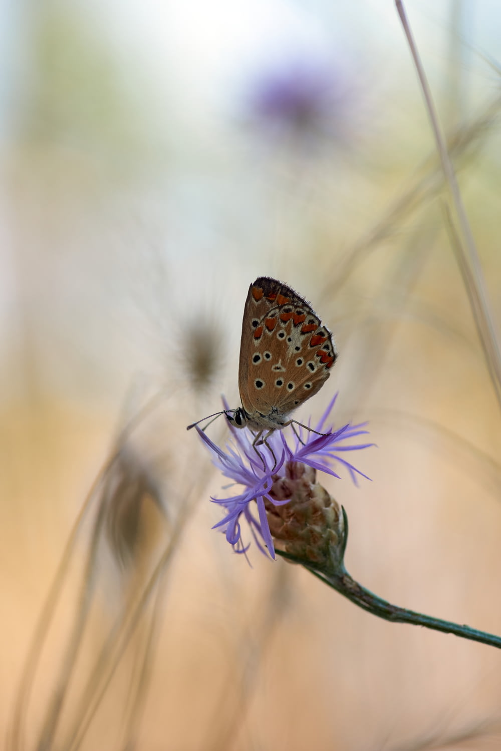 brown and white butterfly perched on purple flower in close up photography during daytime