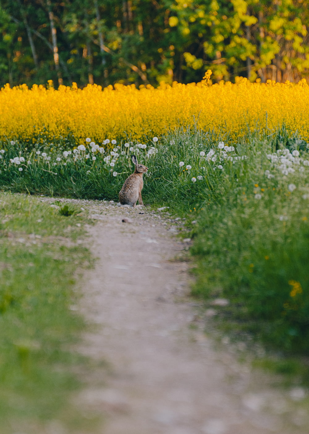brown rabbit on green grass field beside river during daytime