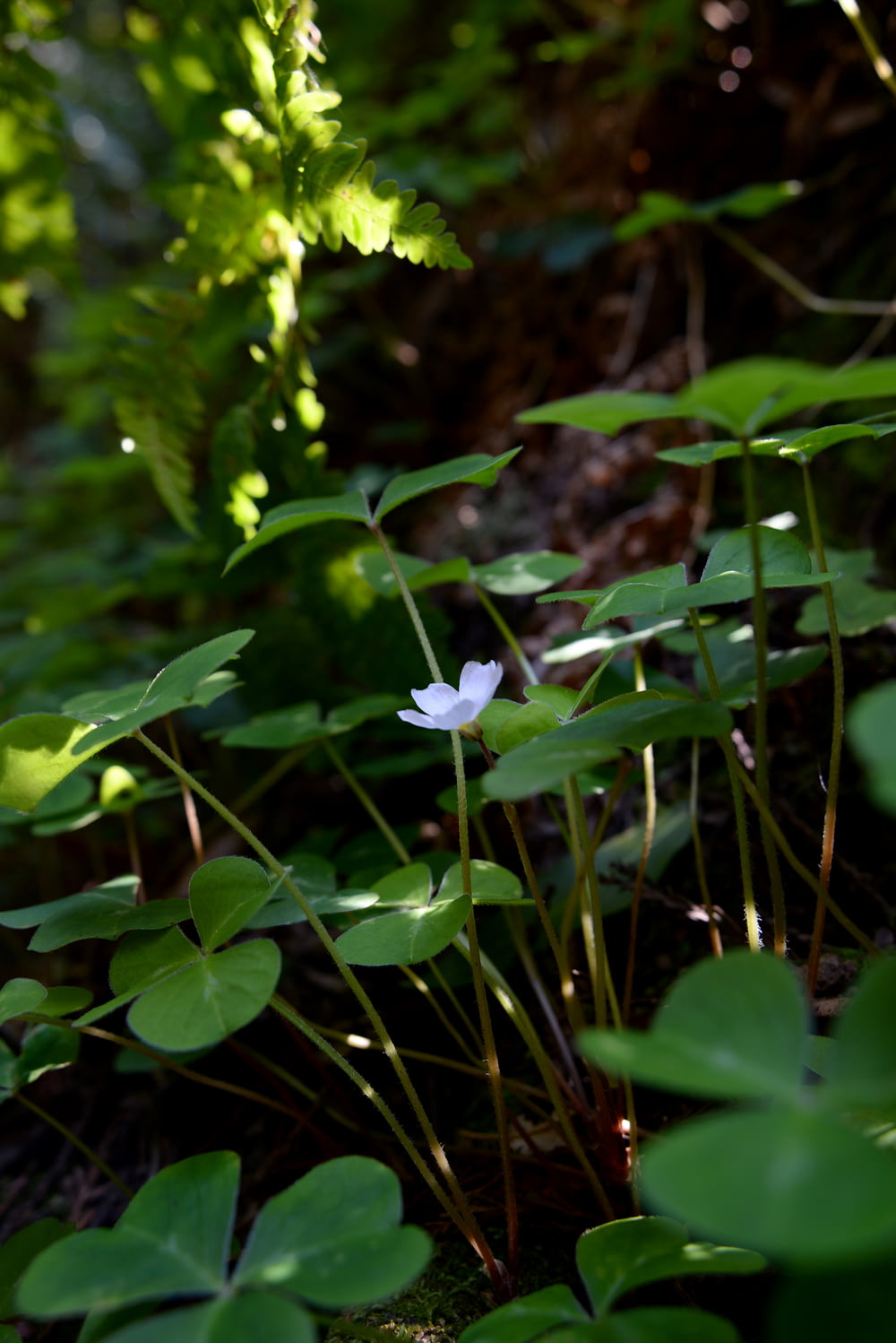 fleur blanche avec des feuilles vertes