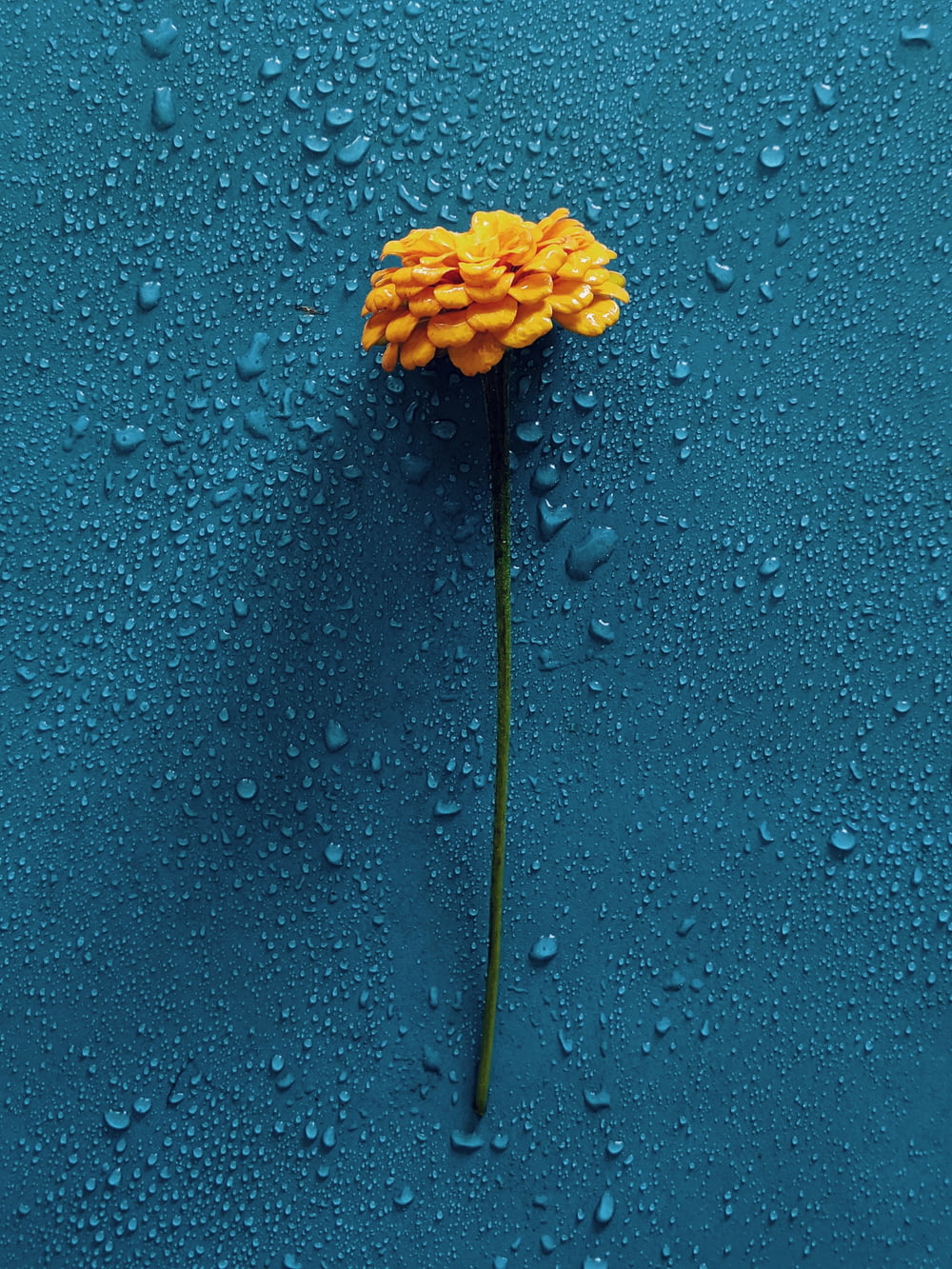 gelbe Blume auf blauer Oberfläche