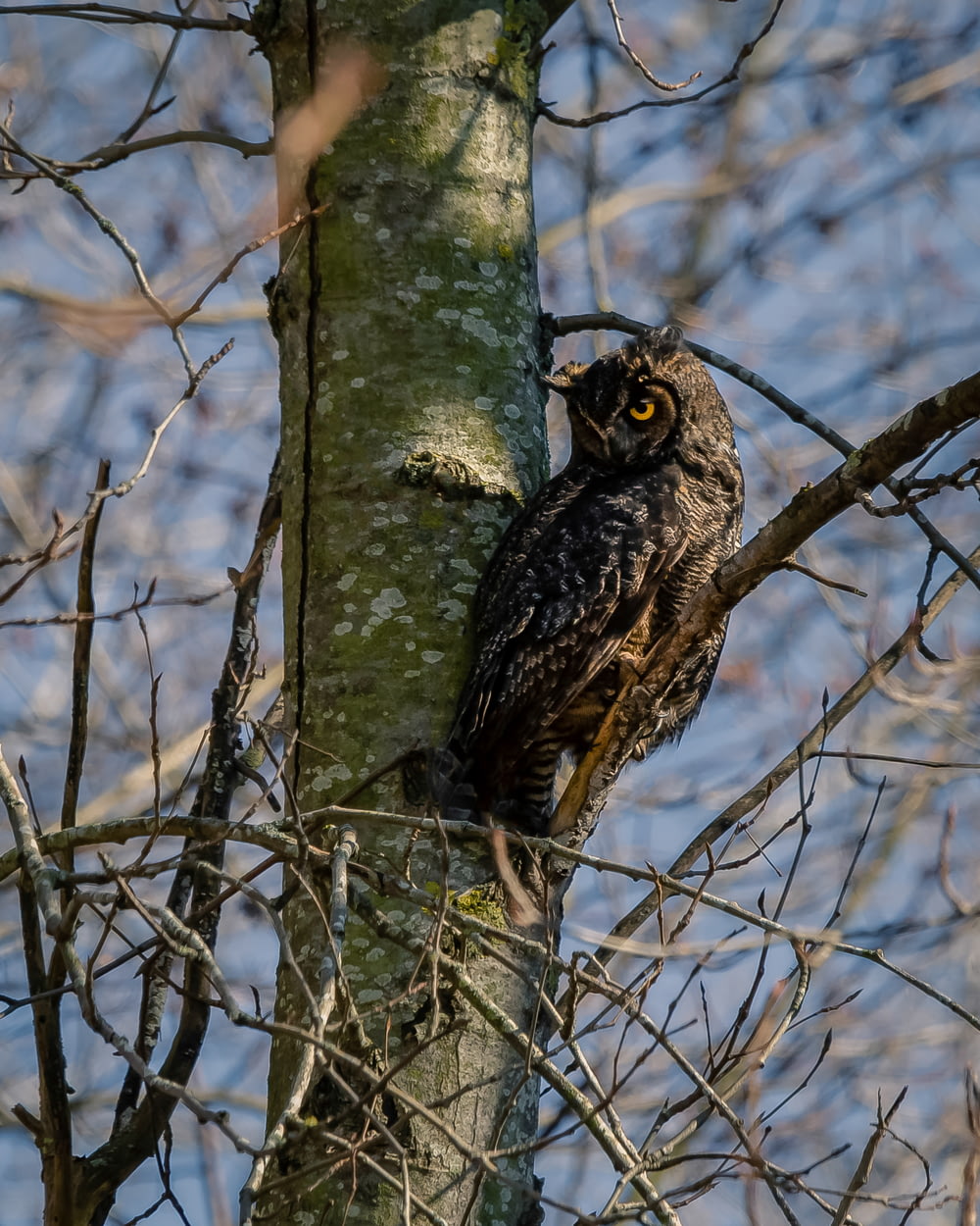 black and white owl on brown tree branch during daytime