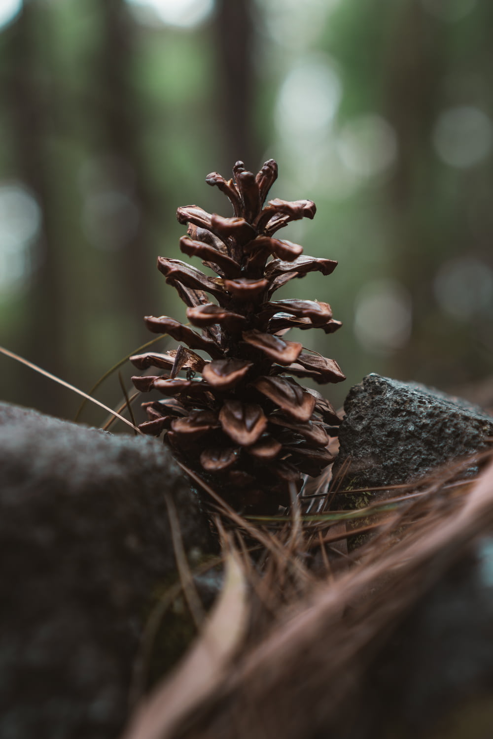 brown pine cone on gray rock