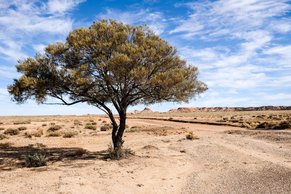 leafless tree on brown sand under blue sky during daytime