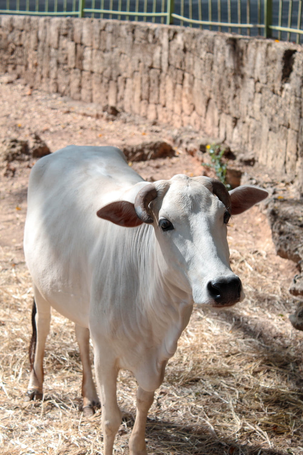 white cow on brown soil during daytime
